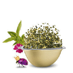 Verbena